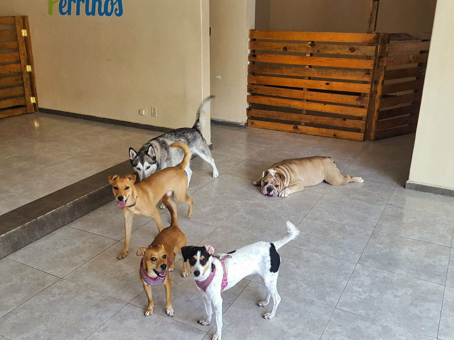 perrinos 2016 – 2